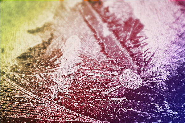 Photograph - Frozen Breath by D Lee