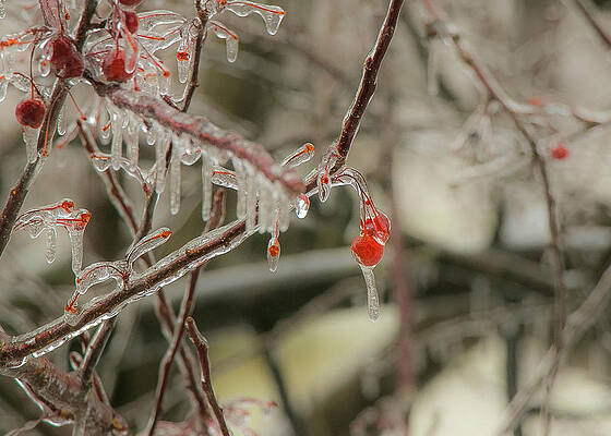 Photograph - Frozen Crabapple by Robert Allen Hill