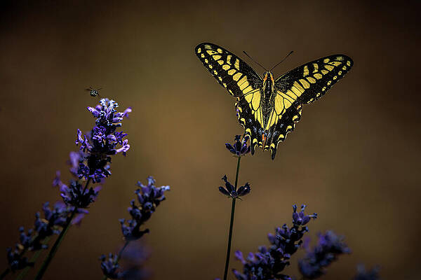 Flower Photograph - Frozen In Flight by Tim Lyden