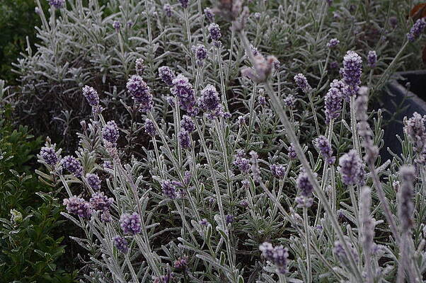 Nature Photograph - Frozen Lavender 1 by Murray Croft