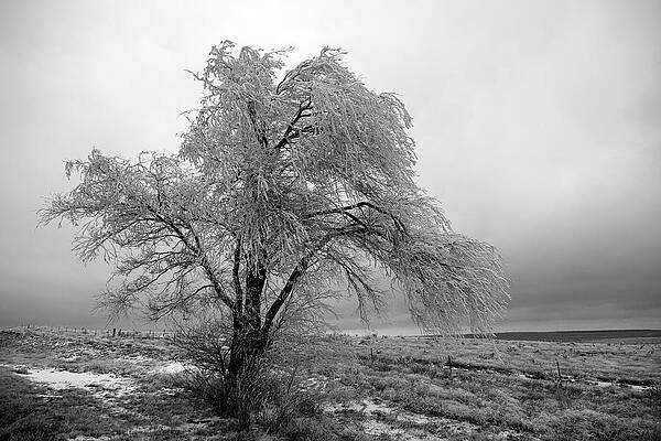 Wall Art featuring the photograph Frozen Tree-Black And White by Steve Templeton