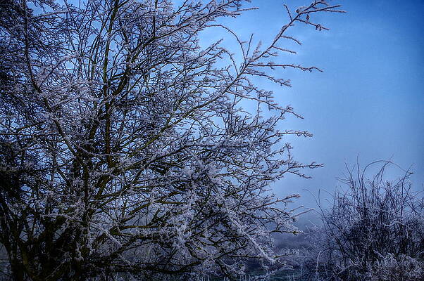 Nature Photograph - Frozen Tree by Murray Croft