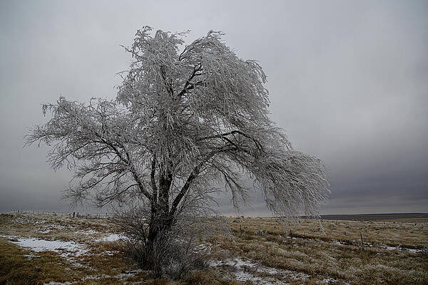 Wall Art featuring the photograph Frozen Tree by Steve Templeton