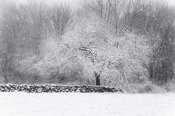 Wall Art featuring the photograph Frozen Tree by Steven David Roberts