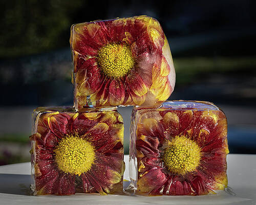 Yellow Wall Art featuring the photograph Frozen Trio by Elvira Peretsman