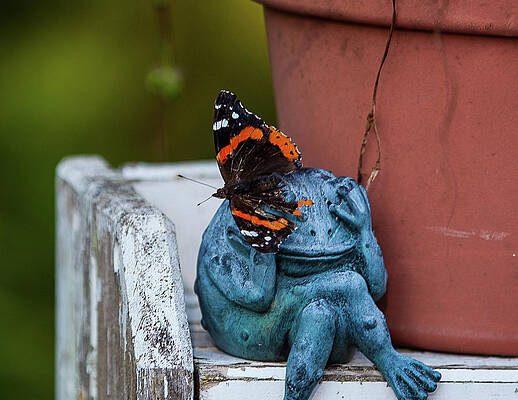 Photograph - Frustrated Frog by Robert Allen Hill
