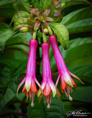 Vibrant Pink Fuchsia Blooms Wall Art