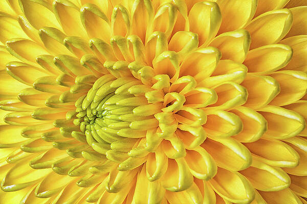 Yellow Wall Art featuring the photograph Full Of Sunshine by Elvira Peretsman