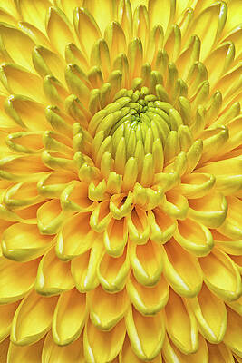 Yellow Wall Art featuring the photograph Full Of Sunshine - Vertical by Elvira Peretsman