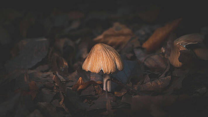 Raw Photograph - Fungi Rustling The Leaves by Scott Lyons