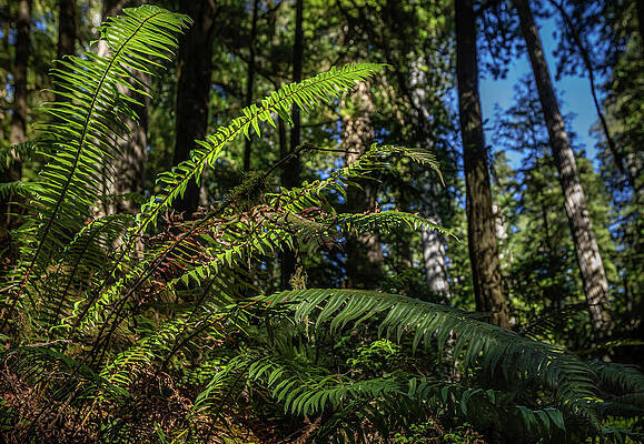 California Wall Art featuring the photograph Future Of Ferns by Tim Lyden