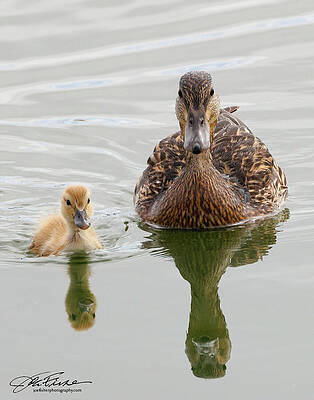 Water Photograph - Gadwall Female And Baby by Joe Fisher