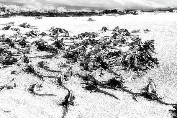Wall Art featuring the digital art Galapagos Marine Iguanas by Bruce Block