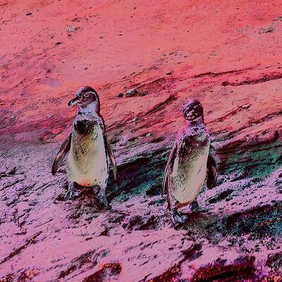 Penguins on a Colorful Shore Wall Art