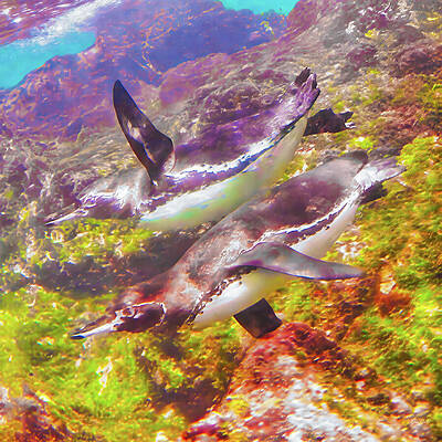 Penguins Swimming Underwater Wall Art