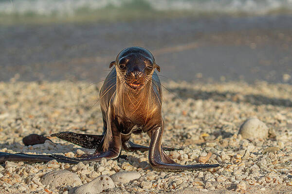 Wall Art featuring the photograph Galapagos Sea Lion Pup Walks On Shore At Great Darwin Bay by Nancy Gleason
