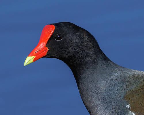 Beak Photograph - Gallinule Portrait by Joe Fisher