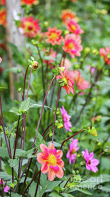 Wall Art featuring the photograph Garden Daliahs by D Lee