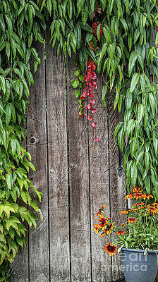 Green Photograph - Garden Fence by D Lee