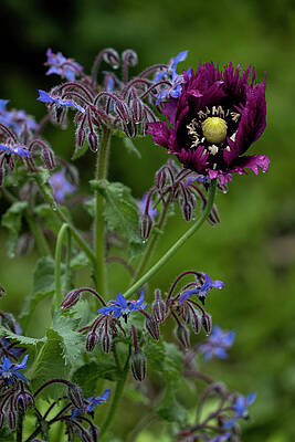 GARDEN GOODNESS by Fred Denner
