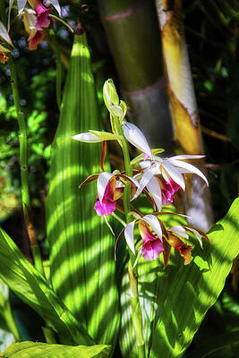 Wall Art featuring the photograph Garden Orchids Under Filtered Light by Tatiana Travelways