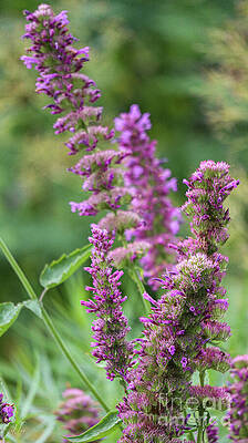 Nature Photograph - Garden Purple Blue Boa Agastache by D Lee