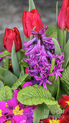 Spring Photograph - Garden Tulips Mix 1 by D Lee