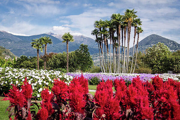 Mountain Photograph - Garden With Mountains by Craig A Walker