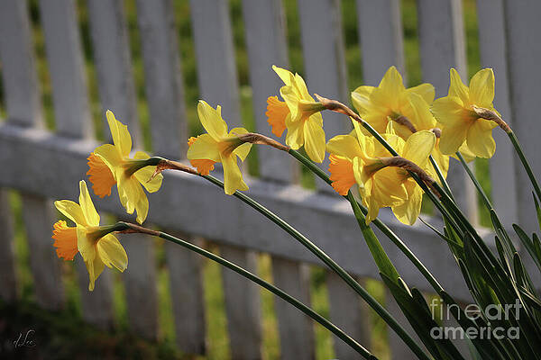 Nature Photograph - Garden Yellow Daffodils by D Lee