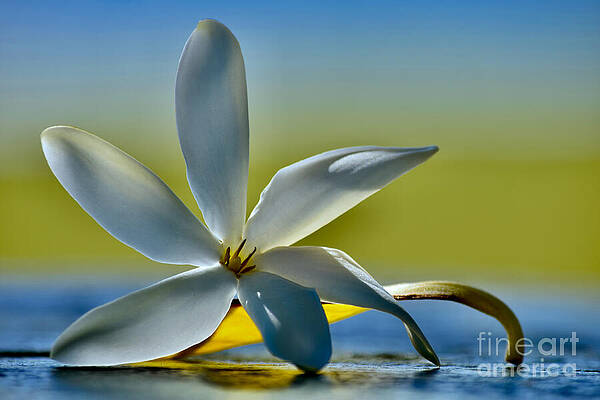 Wall Art featuring the photograph Gardenia Pure Love Is Aloha by Debra Banks