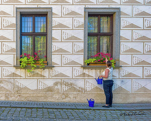 Woman Watering Window Flowers Photograph