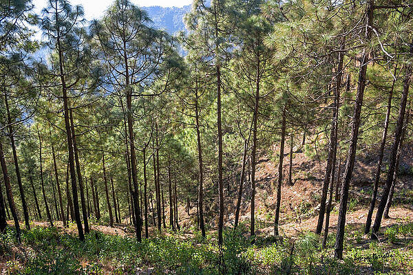 Landscape Wall Art featuring the photograph Garhwal Wilderness-1 by Sanjay Marathe