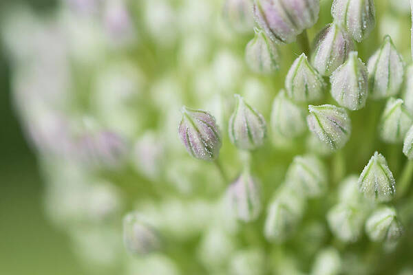 Wall Art featuring the photograph Garlic Flower by Andrew Lalchan