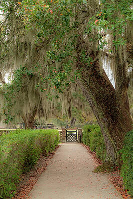 Wall Art featuring the photograph Gated Entrance To Middleton Place Plantation 2 by Cindy Robinson