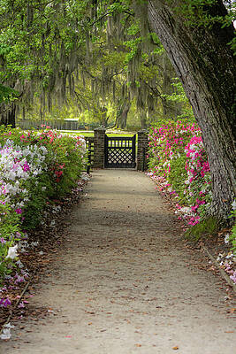 Serene Wall Art featuring the photograph Gateway With Spring Flowers by Cindy Robinson