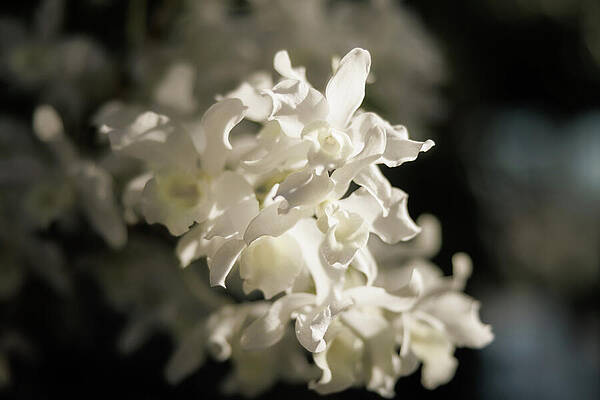 Sunlit White Orchid Flowers Wall Art
