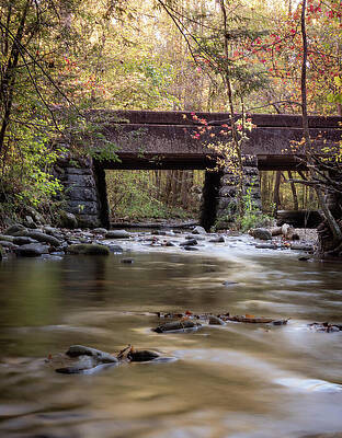 Forest Photograph - Gatlinburg In Autumn by Shannon Williams