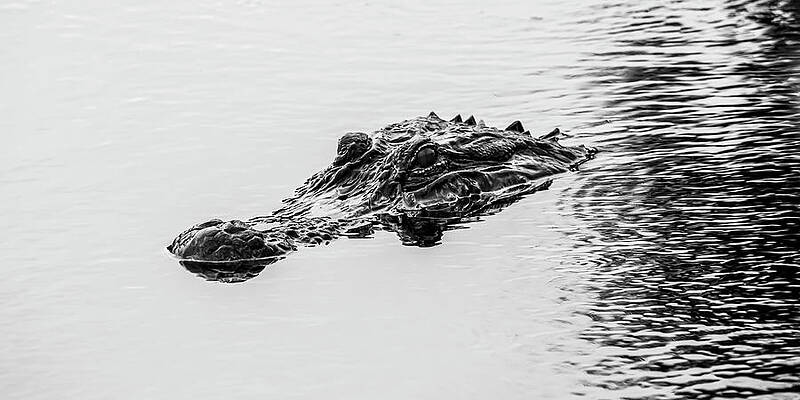 Wall Art featuring the photograph Gator 25A by Sally Fuller