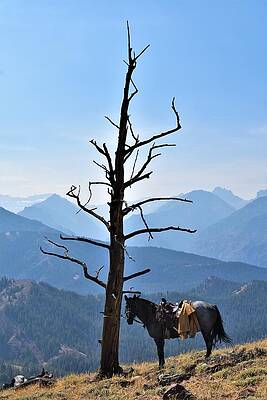 Cowboy Wall Art featuring the photograph Gaucho by Alden White Ballard