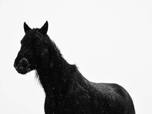 Winter Photograph - Gaucho In Snow by Alden Ballard