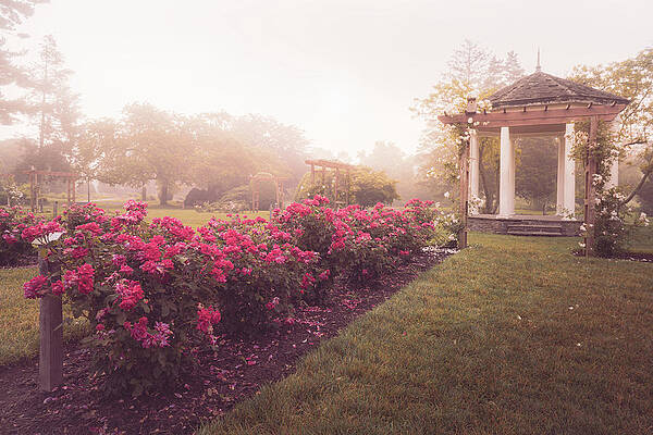 Wall Art featuring the photograph Gazebo And Roses In The Mist by Jason Fink