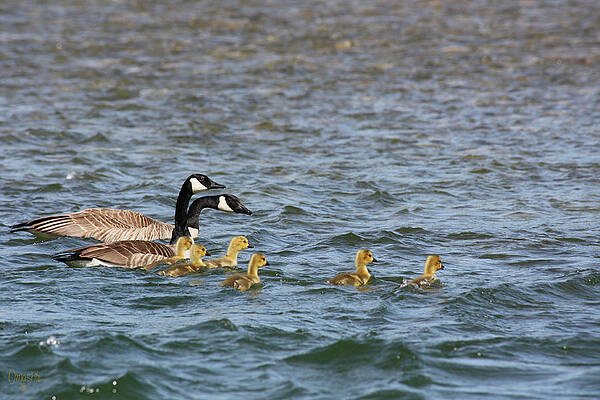 Wall Art featuring the digital art Swimming Lessons In Spring On The Methow River By Omashte by Omaste Witkowski
