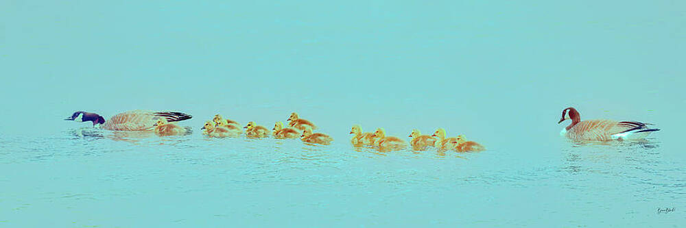 Geese and Goslings on Tranquil Lake Wall Art