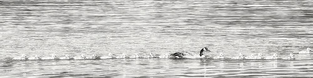 Serene Photograph - Geese In A Row by Bruce Block