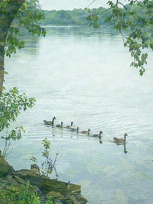 Wall Art featuring the photograph Geese On The Cedar River Iowa by Mary Lee Dereske