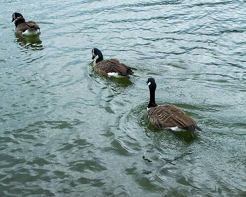 Wall Art featuring the photograph Geese Swimming Away by Flees Photos