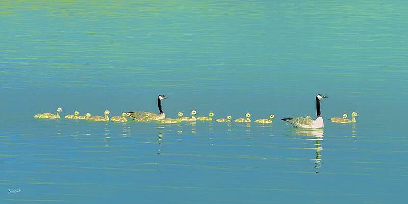 Geese with Goslings on a Calm Lake Wall Art