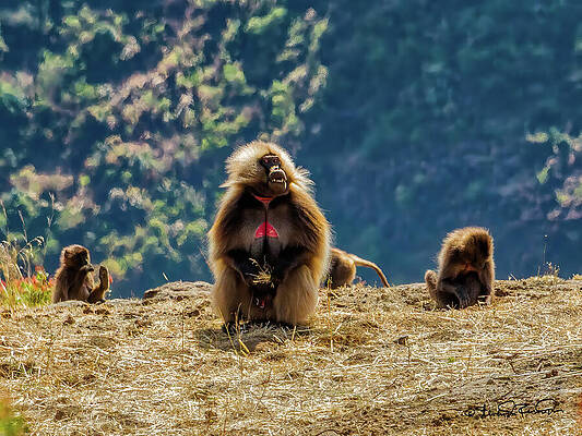 Serene Photograph - Gelada Monkeys Basking In The Simien Mountains by Steven Dos Remedios