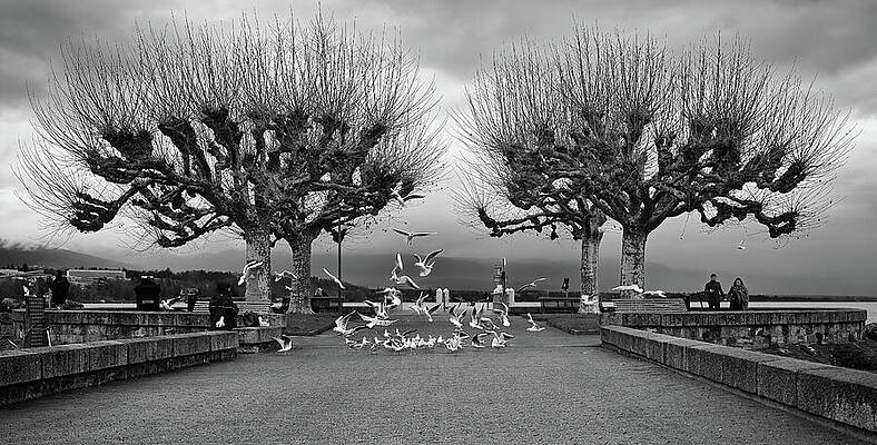 Dramatic Winter Scenery with Bare Trees Photograph