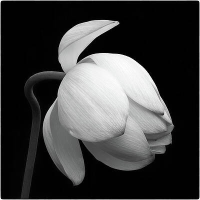 Flower Wall Art featuring the photograph Gentle Beauty by Elvira Peretsman